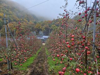 김인태님의 사과 · 수확 작성글 사진