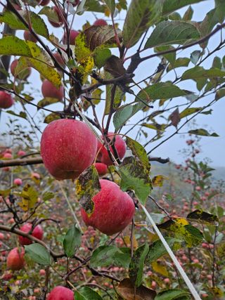 김인태님의 사과 · 수확 작성글 사진