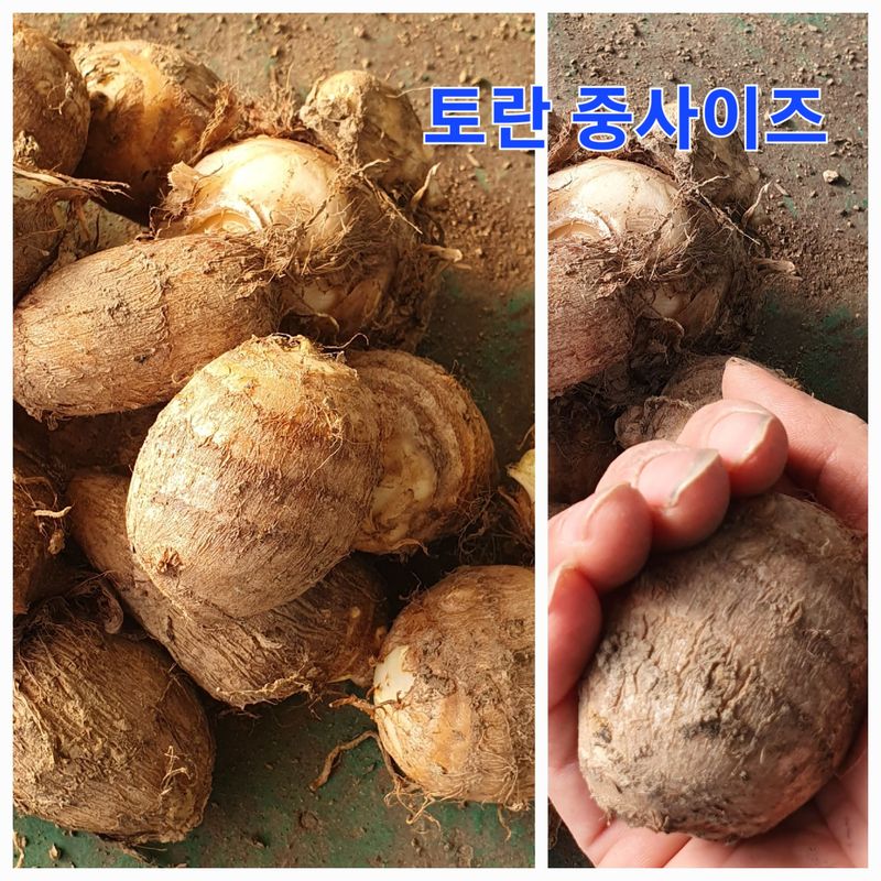 장계령님의 장터 판매 상품 [토란비료 없이 키운 자연 토란 (논산산) 1KG] 첨부 사진