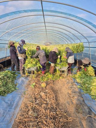 병풍취산채농원님의 자유주제 · 자유게시판 작성글 사진