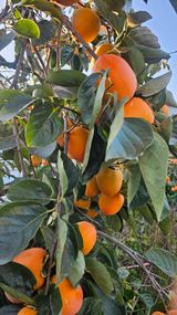 팜모닝 자유주제·자유게시판 게시글 이미지