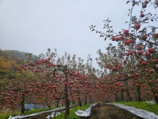 김인태님의 사과 · 수확 작성글 사진