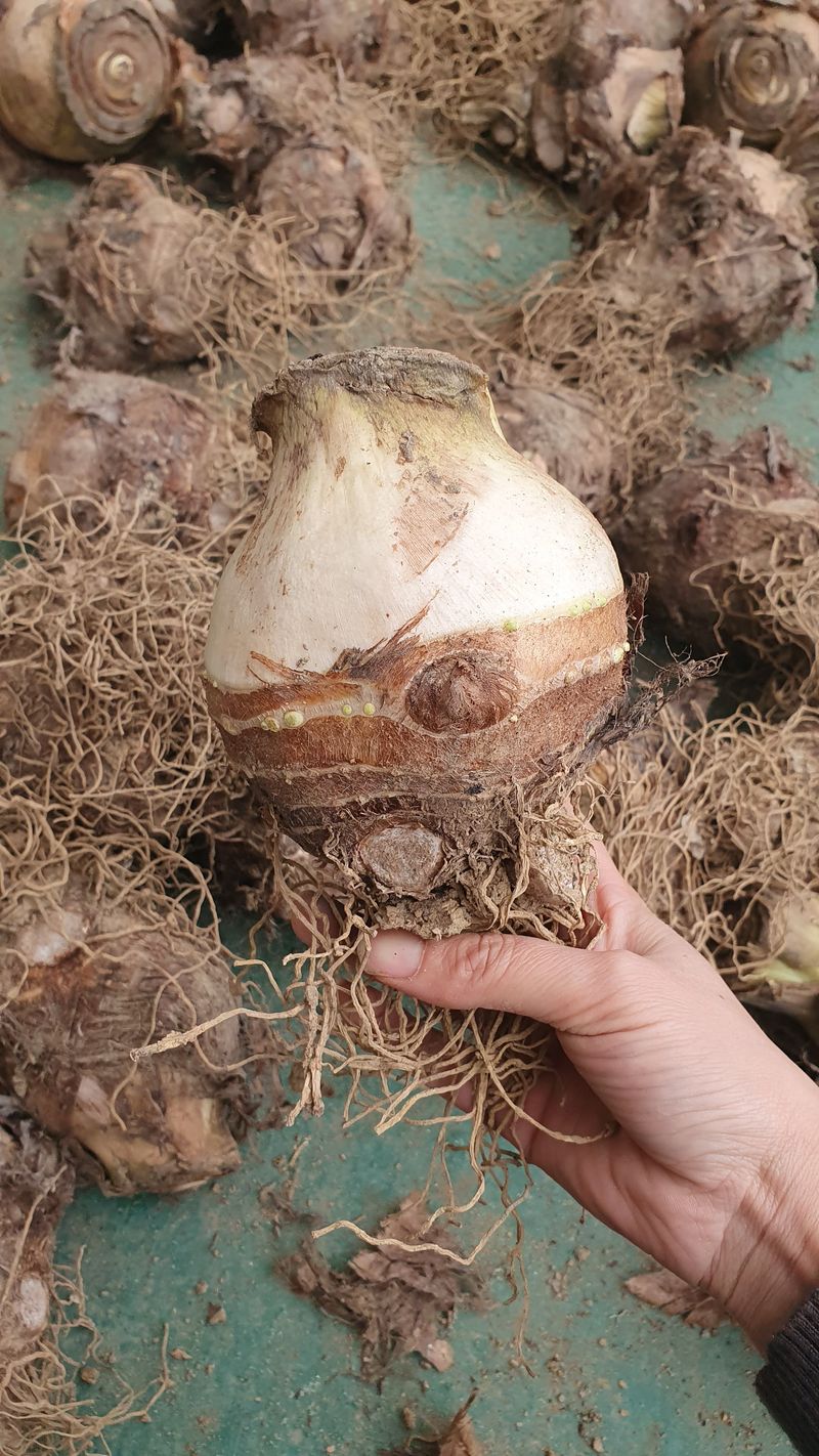 장계령님의 장터 판매 상품 [토란비료 없이 키운 자연 토란 (논산산) 1KG] 첨부 사진