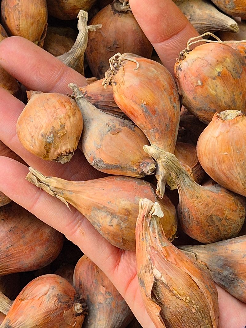 장터 상품 [돼지파 종구용 ] 썸네일