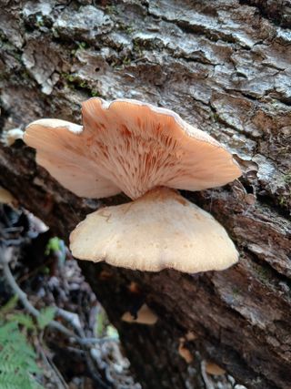 사노라면님의 자유주제 · 자유게시판 작성글 사진