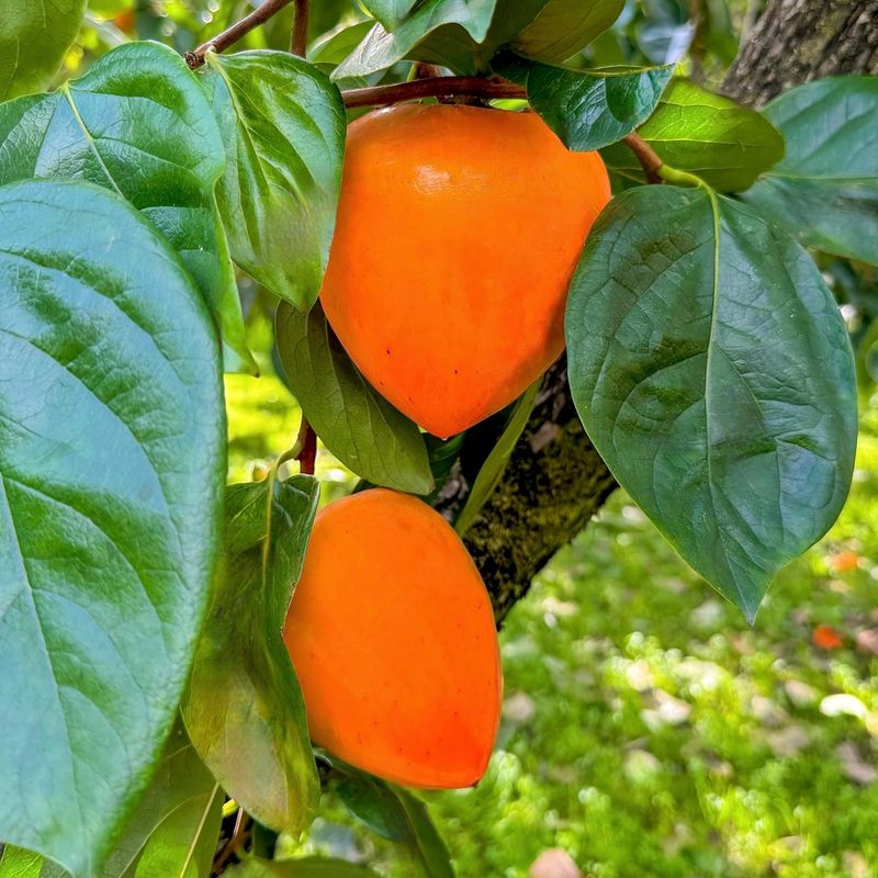 농부손녀님의 장터 판매 상품 [[특품] 꿀뚝뚝 대봉감 홍시 5kg 10kg 15kg] 첨부 사진