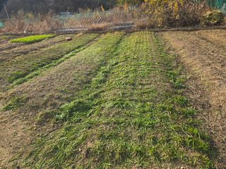 들꽃농장님의 자유주제 · 자유게시판 작성글 사진