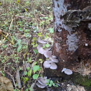 오영도님의 자유주제 · 자유게시판 작성글 사진