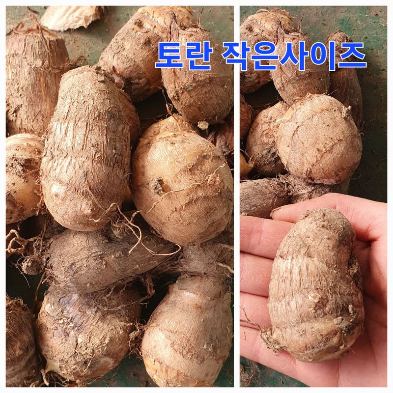 장계령님의 장터 판매 상품 [토란비료 없이 키운 자연 토란 (논산산) 1KG] 첨부 사진