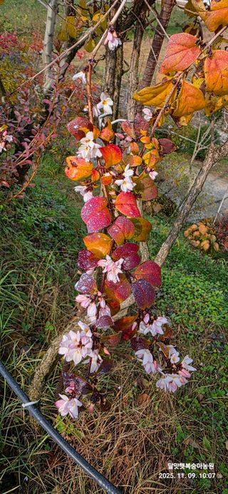 달맛햇복숭아농원님의 자유주제 · 사진전 작성글 사진
