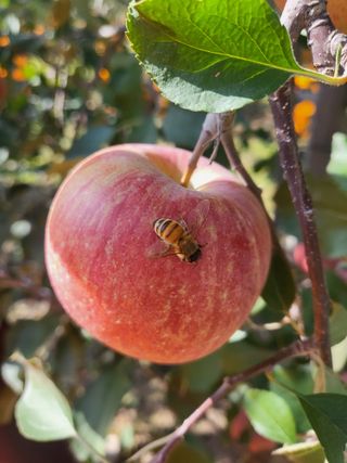 하늘아래사과나무님의 작성글 사진