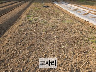 들꽃농장님의 자유주제 · 자유게시판 작성글 사진