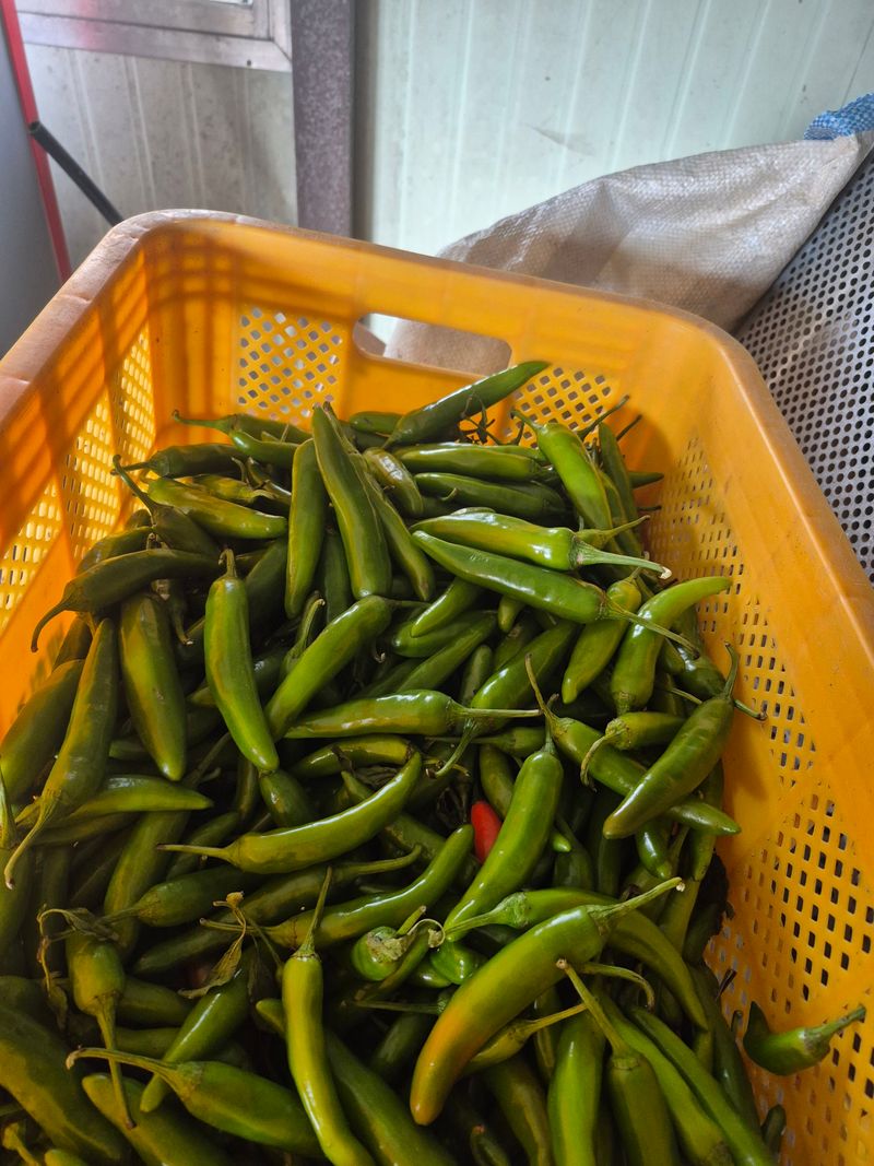 장터 상품 [가을 끝고추 10키로 6만원] 썸네일