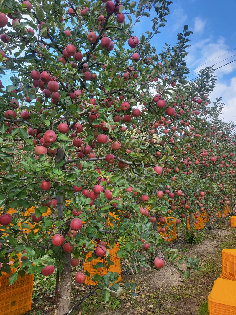 하늘아래사과나무님의 장터 판매 상품 [+ 2025년 봉화 부사 정품 사과 +] 첨부 사진