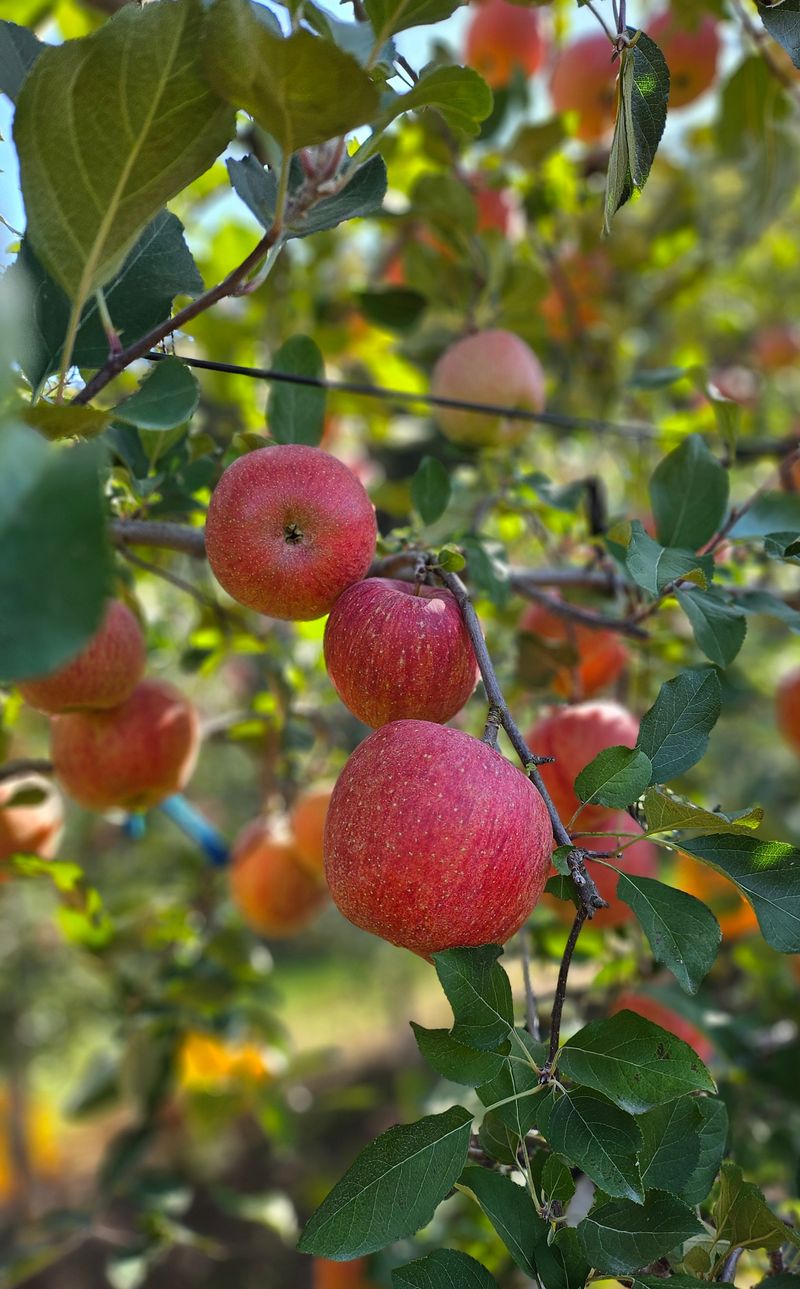 하늘아래사과나무님의 장터 판매 상품 [+ 2025년 봉화 부사 정품 사과 +] 첨부 사진