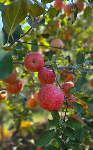 하늘아래사과나무님의 작성글 사진