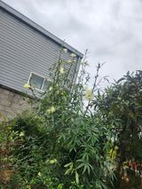 팜모닝 자유주제·자유게시판 게시글 이미지