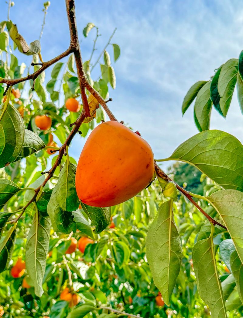 농부손녀님의 장터 판매 상품 [[특품] 꿀뚝뚝 대봉감 홍시 5kg 10kg 15kg] 첨부 사진