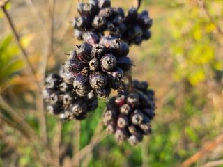 들꽃농장님의 자유주제 · 자유게시판 작성글 사진