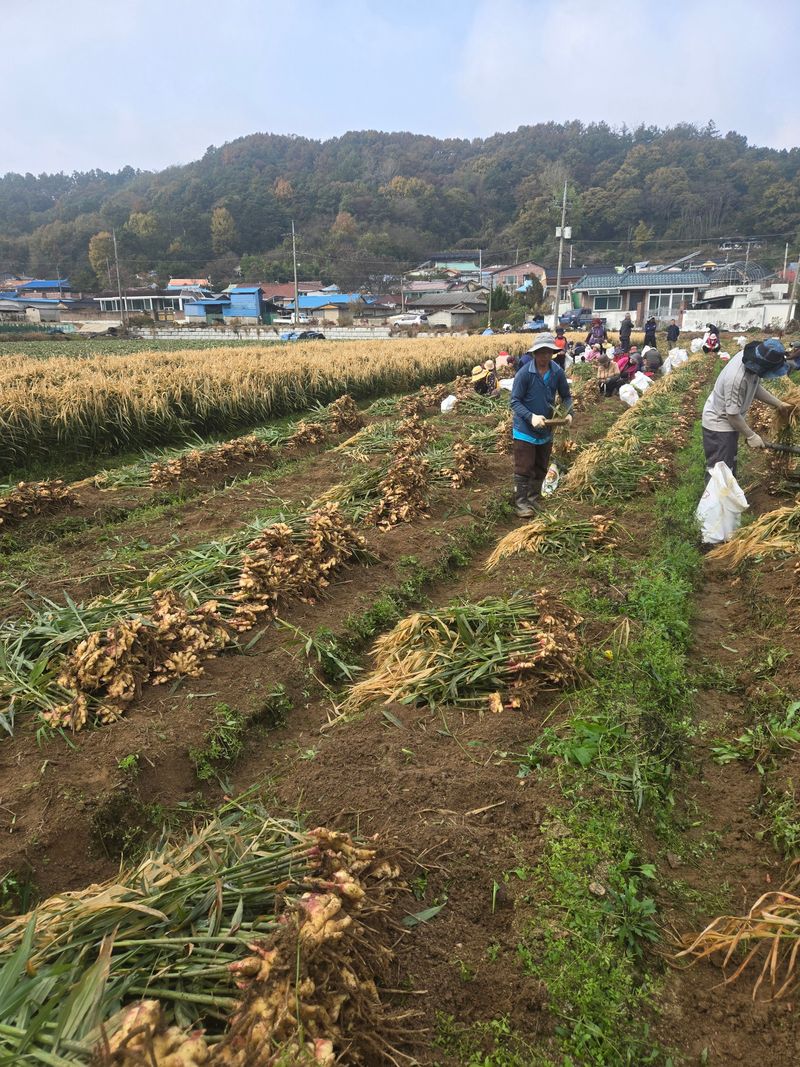 고집불통농장님의 장터 판매 상품 [햇생강 5kg 10kg] 첨부 사진