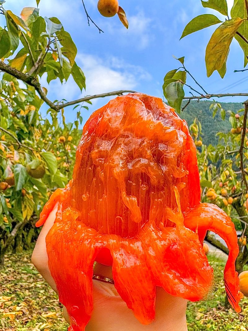 농부손녀님의 장터 판매 상품 [[특품] 꿀뚝뚝 대봉감 홍시 5kg 10kg 15kg] 첨부 사진