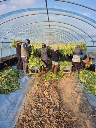 병풍취산채농원님의 자유주제 · 자유게시판 작성글 사진