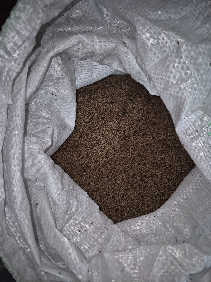 남공우님의 장터 판매 상품 [2025년 들깨] 첨부 사진