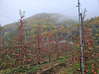 김인태님의 사과 · 수확 작성글 사진