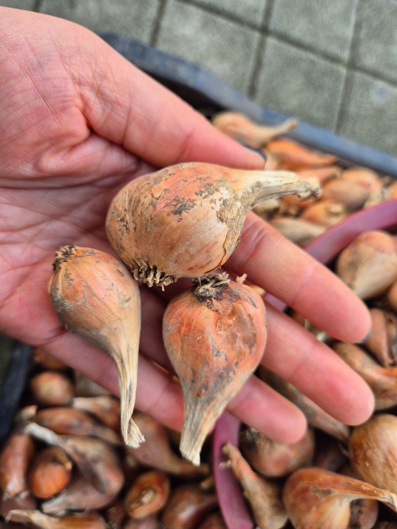 돼지파쪽파님의 장터 판매 상품 [돼지파 종구용 ] 첨부 사진