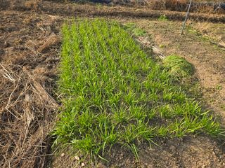 들꽃농장님의 자유주제 · 자유게시판 작성글 사진