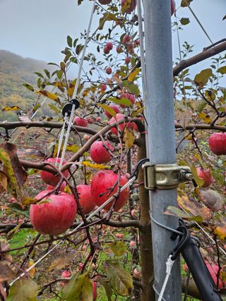 김인태님의 사과 · 수확 작성글 사진