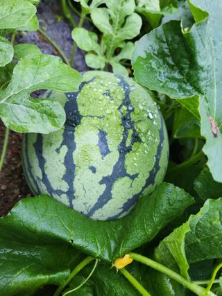 안산제일농약사님의 작성글 사진