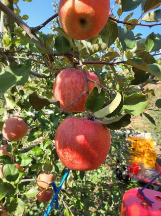 하늘아래사과나무님의 작성글 사진