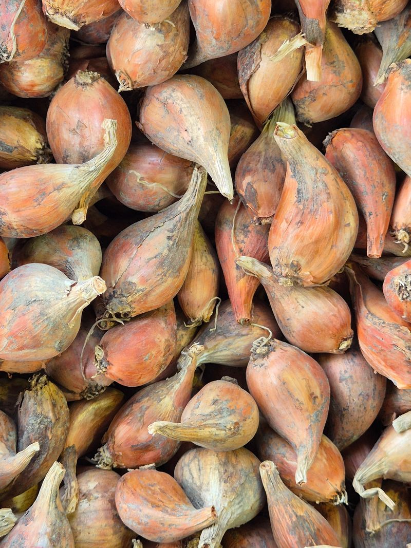 돼지파쪽파님의 장터 판매 상품 [돼지파 종구용 ] 첨부 사진