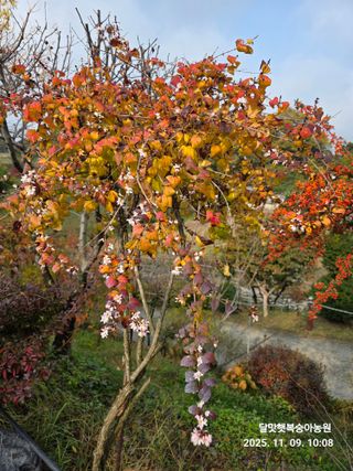 달맛햇복숭아농원님의 자유주제 · 사진전 작성글 사진