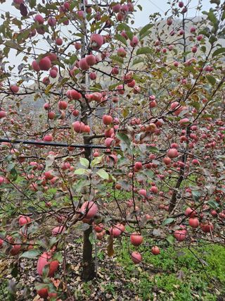 김인태님의 사과 · 수확 작성글 사진