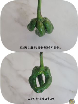 조용길님의 자유주제 · 자유게시판 작성글 사진