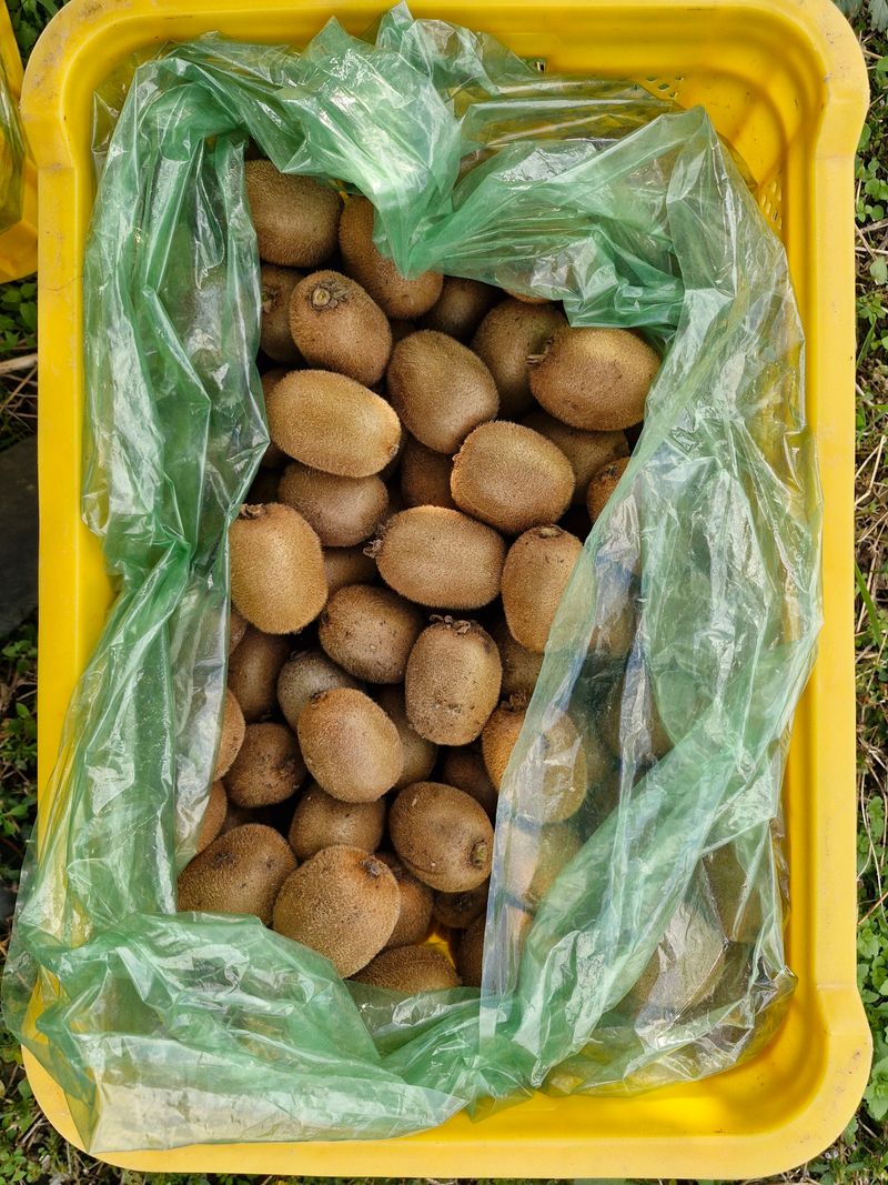 최재흥님의 장터 판매 상품 [키위 5kg, 10kg] 첨부 사진