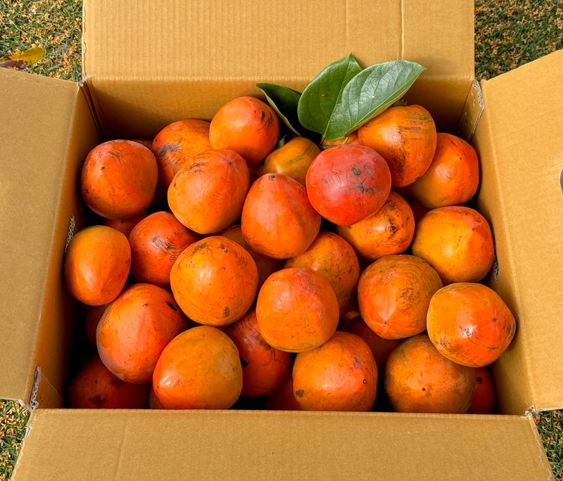 농부손녀님의 장터 판매 상품 [[특품] 꿀뚝뚝 대봉감 홍시 5kg 10kg 15kg] 첨부 사진