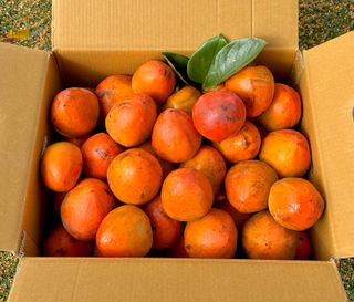 농부손녀님의 작성글 사진