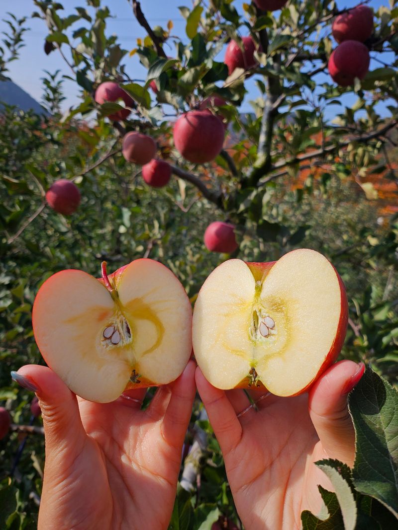 하늘아래사과나무님의 장터 판매 상품 [+ 2025년 봉화 부사 정품 사과 +] 첨부 사진