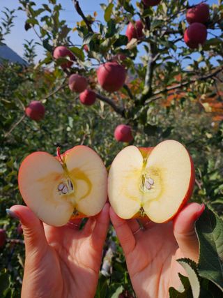 하늘아래사과나무님의 작성글 사진