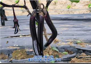 조용길님의 자유주제 · 자유게시판 작성글 사진