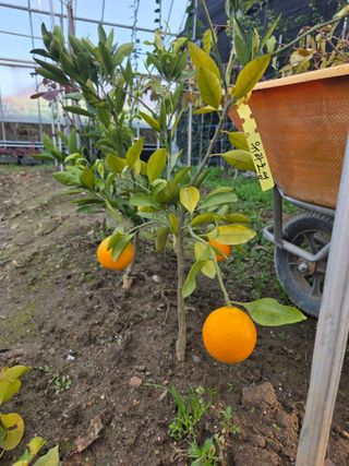 일심묘목농원님의 자유주제 · 자유게시판 작성글 사진