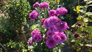 작은꽃밭님의 자유주제 · 자유게시판 작성글 사진