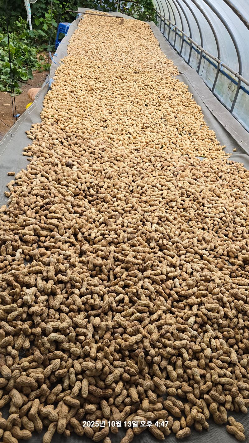 황규복(달구지)님의 장터 판매 상품 [적색땅콩] 첨부 사진