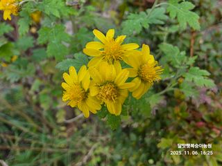 달맛햇복숭아농원님의 자유주제 · 사진전 작성글 사진