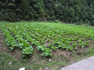 김옥선님의 자유주제 · 자유게시판 작성글 사진
