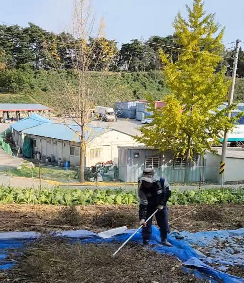 김명옥님의 장터 판매 상품 [들깨 1말(5kg)] 첨부 사진