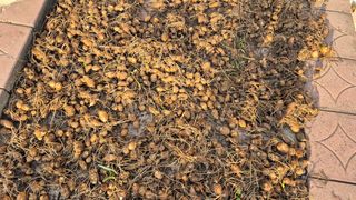 김양미건우네벌꿀농장님의 자유주제 · 자유게시판 작성글 사진